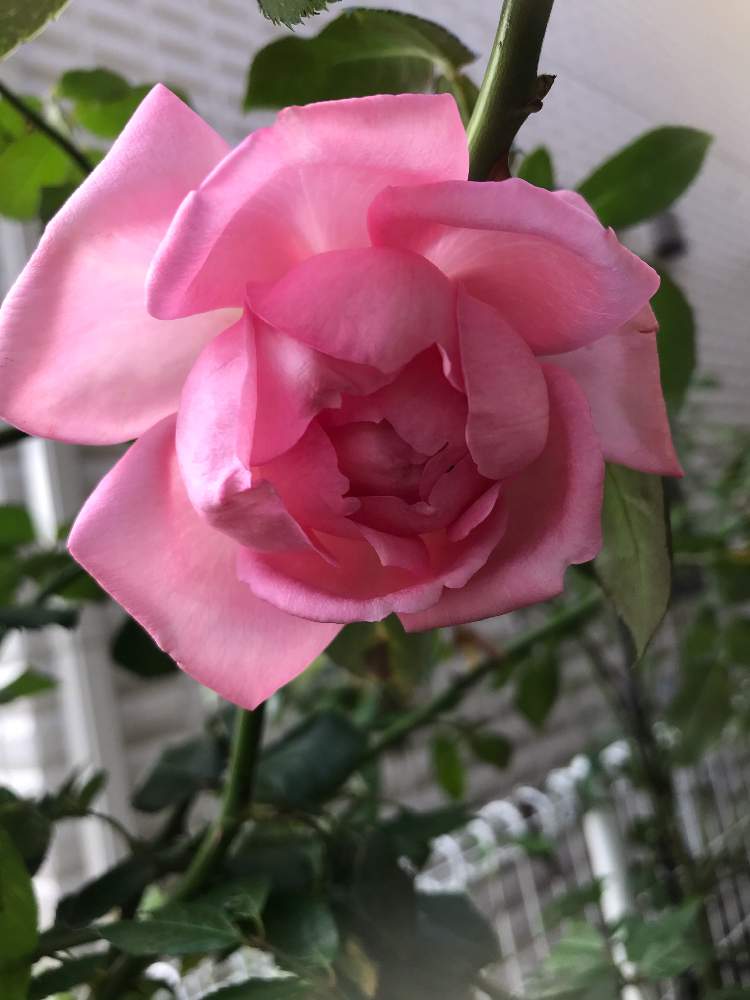 小さな庭の画像 by みるく❤️さん | 小さな庭と薔薇愛同盟とラローズドウモリナールと薔薇に魅せられてとラローズドウモリナールと植中毒と玄関先アプローチと花のある暮らしとバラの地植えとラローズドウモリナール