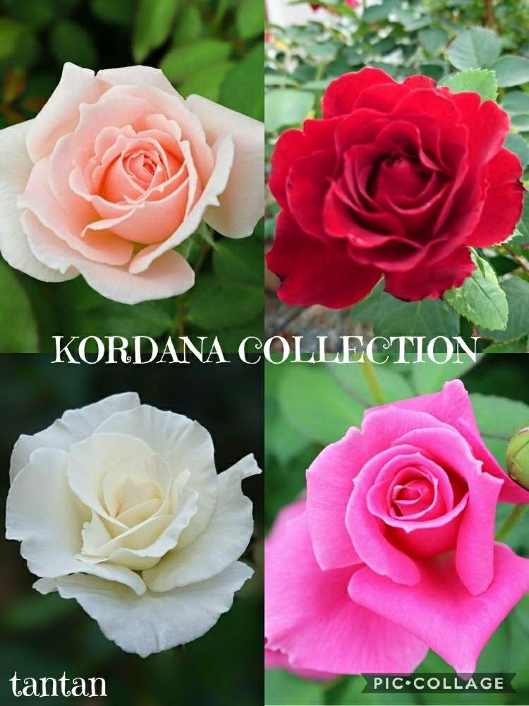 小さな庭の画像 by ☆tantan☆さん | 小さな庭とミニバラとキュンキュン乙女倶楽部と薔薇愛同盟と好きな色と薔薇に魅せられてとステキ☆とマダム倶楽部ときれいと素敵な色合いと美しいときれいな色と美しすぎる❤とバラが好きと薔薇♪とかわいいな♡とバラ・ミニバラとロザリアンとやっぱり花が好き♡と今日のお花