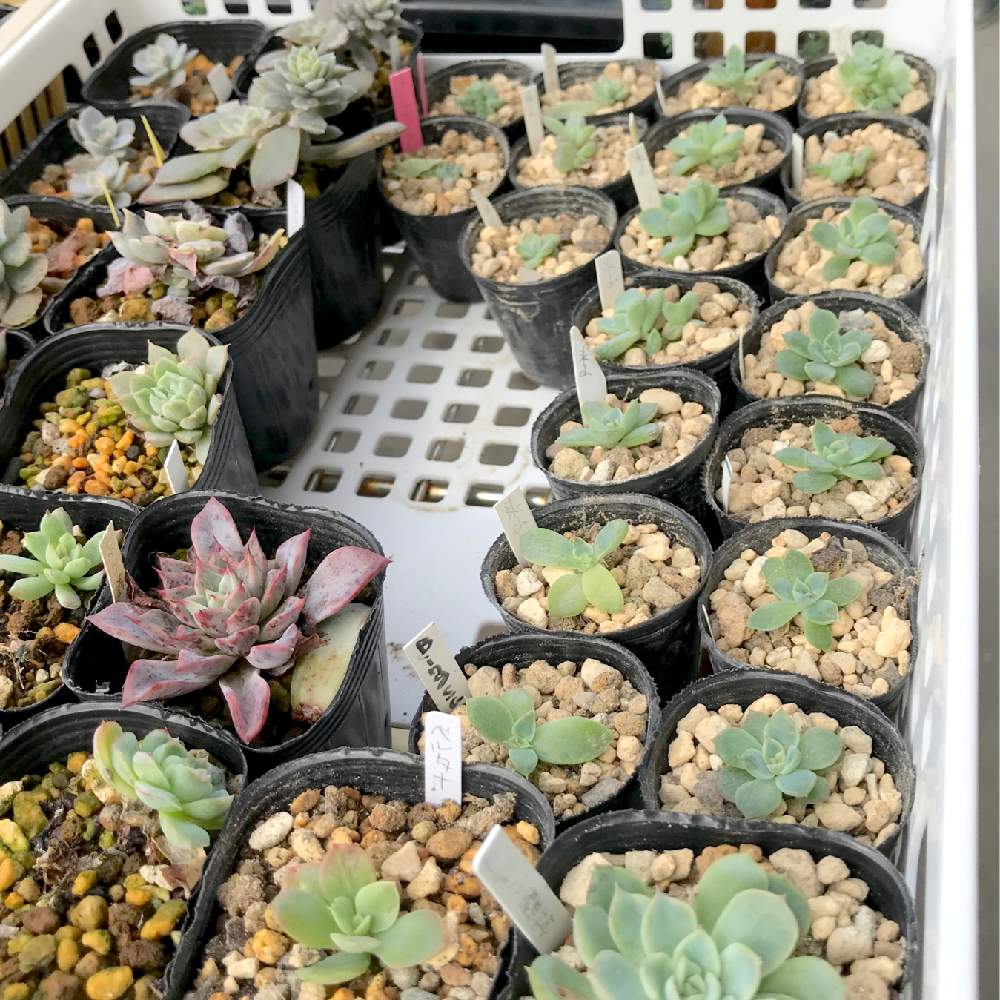 バルコニー/ベランダの画像 by たねさん | バルコニー/ベランダと多肉植物とエケベリア属と福岡とEcheveria