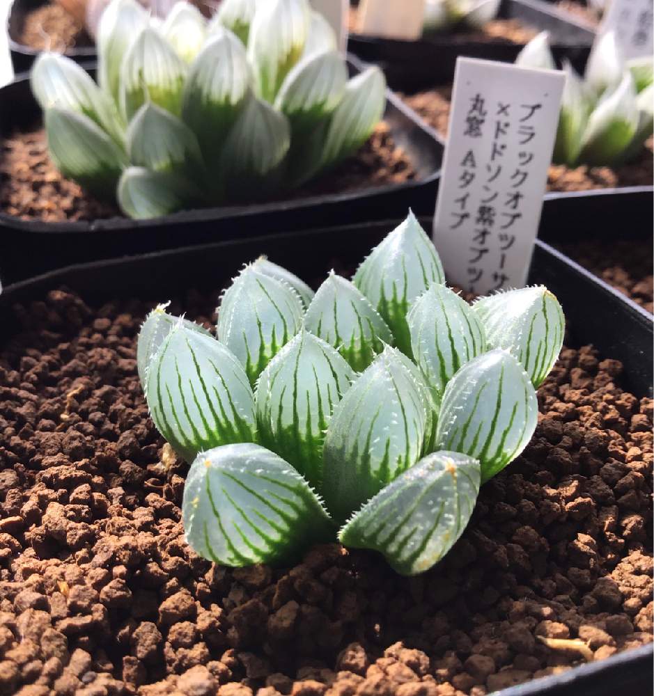 の画像 by (たぬ)キリンさん | たぬキリンと多肉植物とカッコいいとたぬの多肉とハオルチア属と癒しときれいとおきにいりと多肉女子とタニラーとうどん県の多肉と多肉棚とかわいいな♡と球根植物と多肉狩りとぷっくり