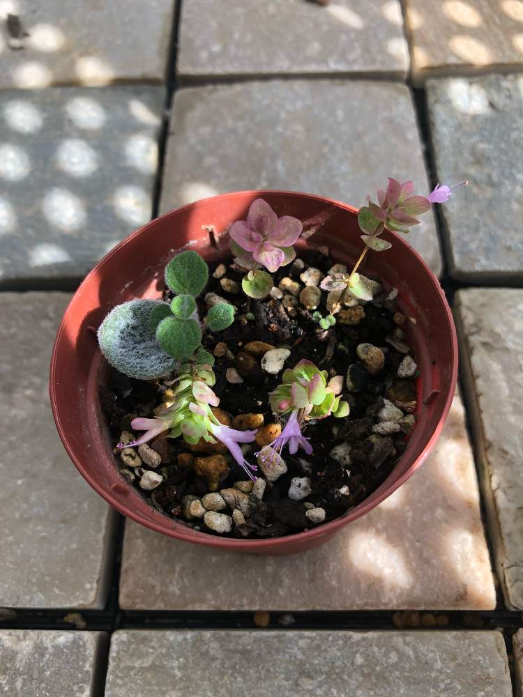 バルコニー/ベランダの画像 by ちぃさん | バルコニー/ベランダと植物のある暮らしとお気に入り♡とベランダガーデニングとマイガーデンと植物とベランダガーデンとオレガノ✴︎と今日の一枚と赤ちゃんとハーブとGreenSnapmarcheとガーデニングと花のある暮らしとふわもことかわいいな♡とGREEN UP!とオレガノディクタムナス