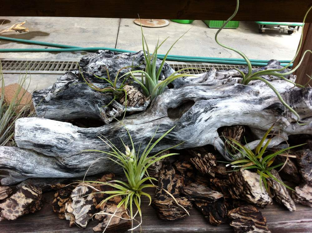 お出かけ先の画像 by bukkieさん | お出かけ先とチランジアと着生植物と観葉植物とボタニカルライフと植物男子とブロメリアと植物男子のお出かけといつかのある日と緑のある暮らしと植物園とエアプランツ