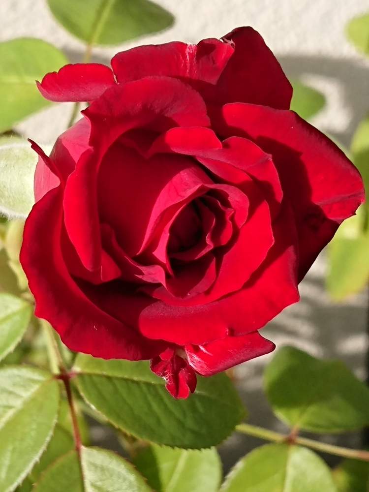 バルコニー/ベランダの画像 by yamacciさん | バルコニー/ベランダとばら バラ 薔薇とバラ・イングリッドバーグマン