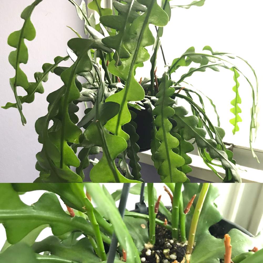 の画像 by Natalieさん | フィッシュボーンカクタスとHouse Plant