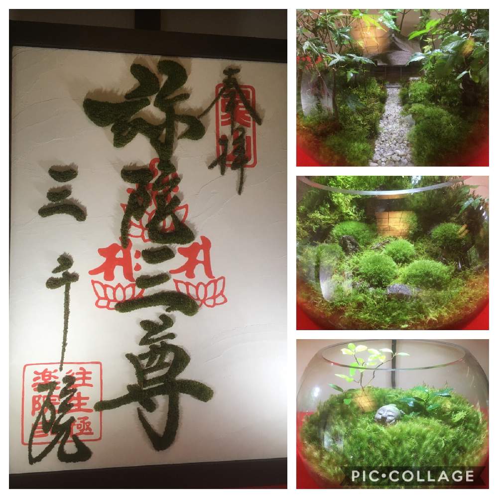 お出かけ先の画像 by わーちゃんさん | お出かけ先と苔コケと苔のある暮らしと苔 (コケ)とみんなのコケ図鑑とゆるっと苔愛好会と苔がいっぱいとおでかけ先と苔テラリウムとモシュイン
