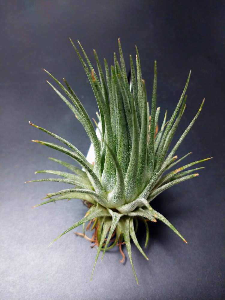 部屋の画像 by ちょこぼっさん | 部屋と着生植物と室内植物ラックDIYとオザキフラワーパークと普及種と発根と植中毒とイオナンタ万歳同盟( ゚∀゚)人(゚∀゚ )と板付けと植物用LEDと熱帯植物とチランジア中毒者とエアープランツ/チランジア