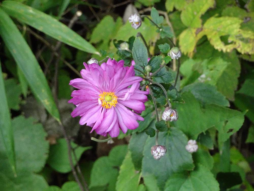 お出かけ先の画像 by trekkさん | お出かけ先とシュウメイギクと秋明菊と秋のお花と山野草と横浜付近と10月の花と多年草とキンポウゲ科