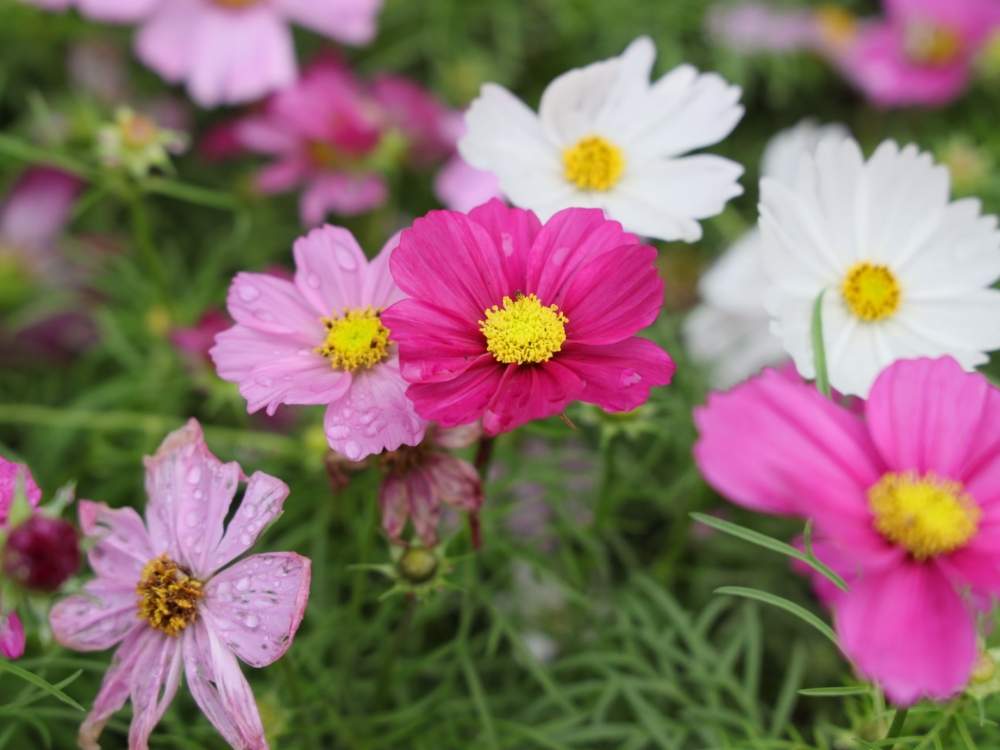 お出かけ先の画像 by quattroさん | お出かけ先とバラ園とお写んぽとお写ん歩と花のある暮らしとバラ・ミニバラとGREEN UP!とプラスチックスマート