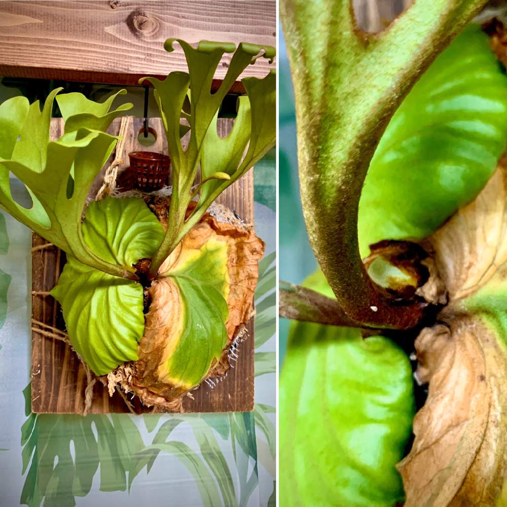 インテリアの画像 by きょうすけさん | インテリアと コウモリラン と観葉植物と植物のある暮らしとビカクシダ・リドレイとグリーンのある暮らしと植中毒とリビングとジャングル化計画と珍奇植物とビカクシダ属とインテリアグリーンと植物に癒されて