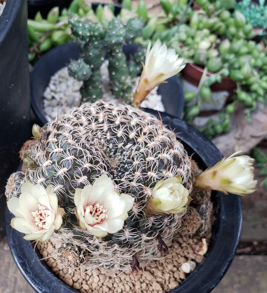 の画像 by らむねさん | brevifloraと多肉植物とサボテン科と植物のある暮らしと今日の一枚とサボテンのある暮らしと多肉植物とサボテンと花のある暮らしとスルコレブチア属とサボテンの花
