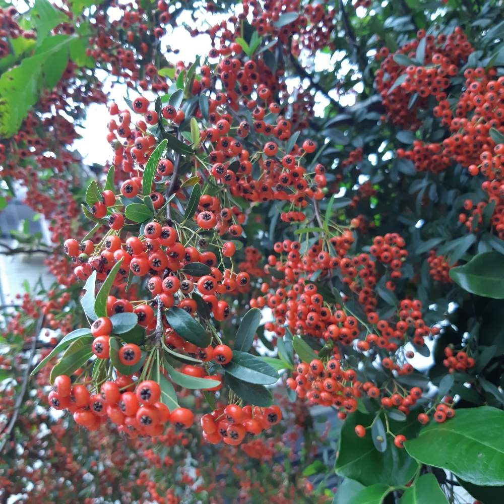お出かけ先の画像 by ささぴ(sasapi)さん | お出かけ先とピラカンサと多肉に夢中と植中毒と相談と暴れ好き♪と千葉タニラーと多肉初心者