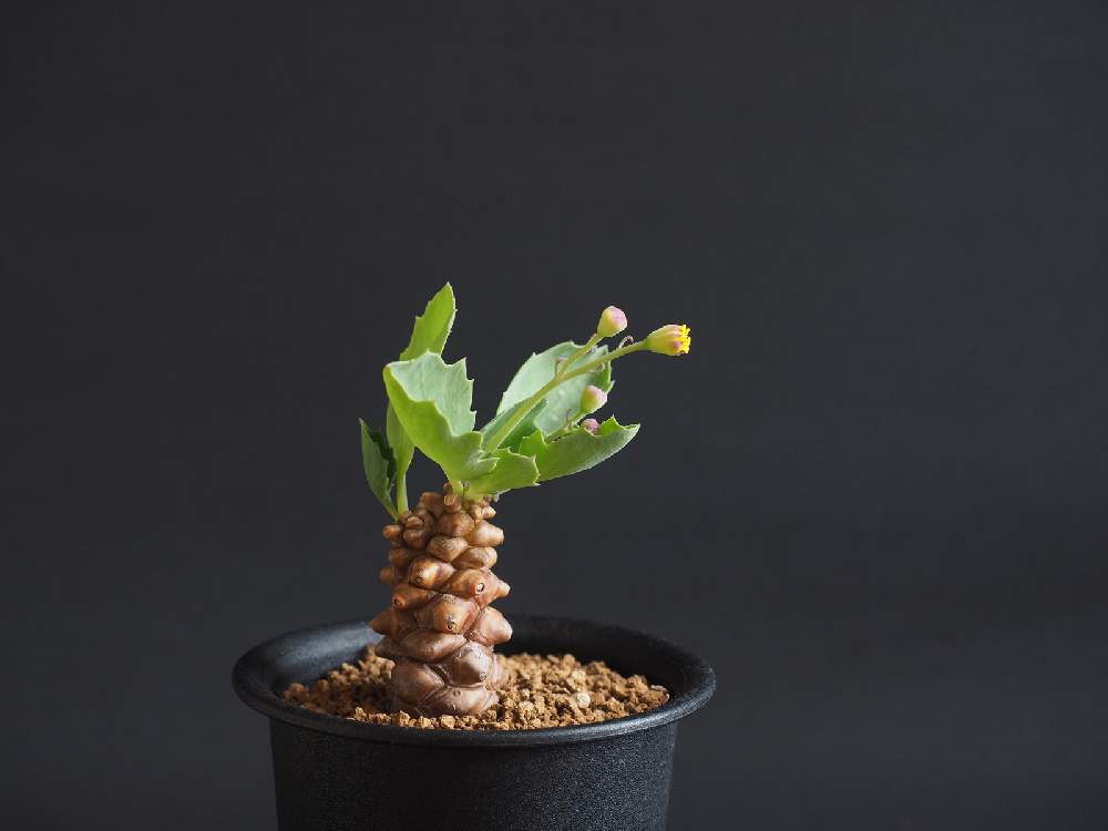 部屋の画像 by Tenさん | 部屋とオトンナ ヘレーと多肉植物と植物のある暮らしと塊根植物のある暮らしとオトンナ属と多肉植物のある暮らしとコーデックスとCaudexと塊根植物と成長記録とアートなTen写と珍奇植物と花のある暮らしとTen'sコーデックスとビザールプランツとTen’sオトンナ