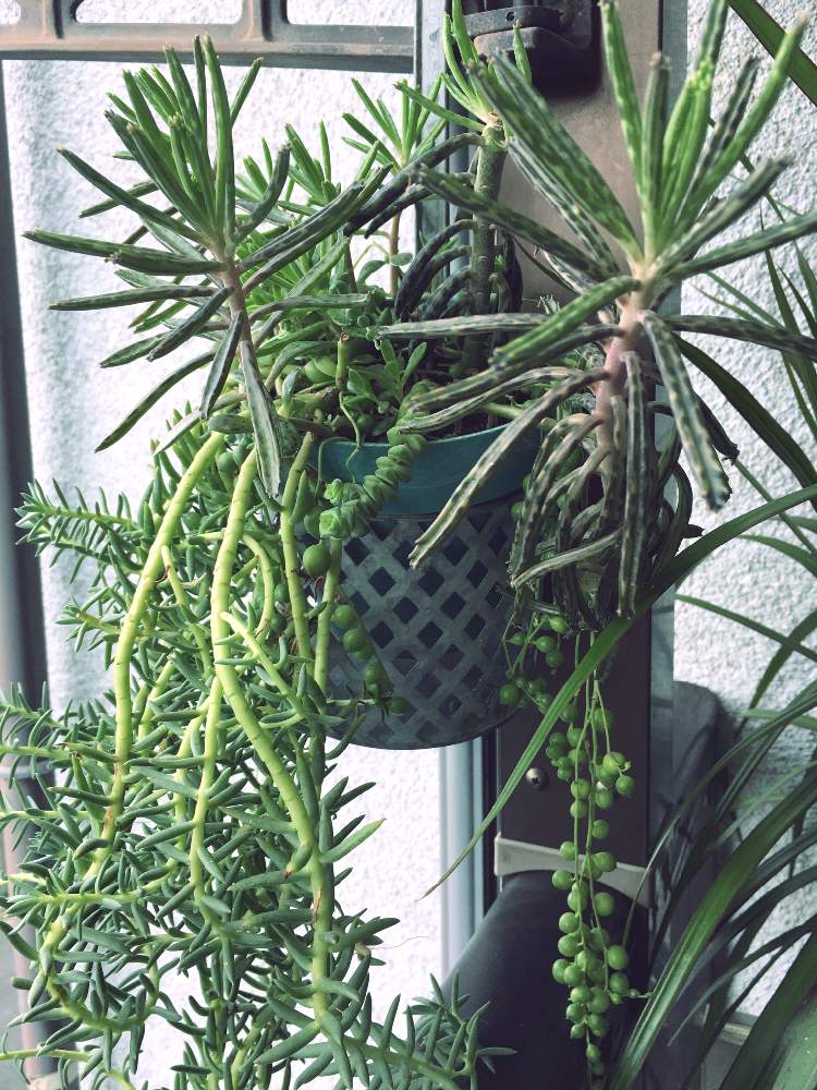 バルコニー/ベランダの画像 by キントキさん | バルコニー/ベランダと多肉植物の(仮)寄せ植えとベランダの多肉と❤️いいねありがとう♪と多肉いろいろ♥とコメント大歓迎♪と花のある暮らしと多肉の寄せ植え❤