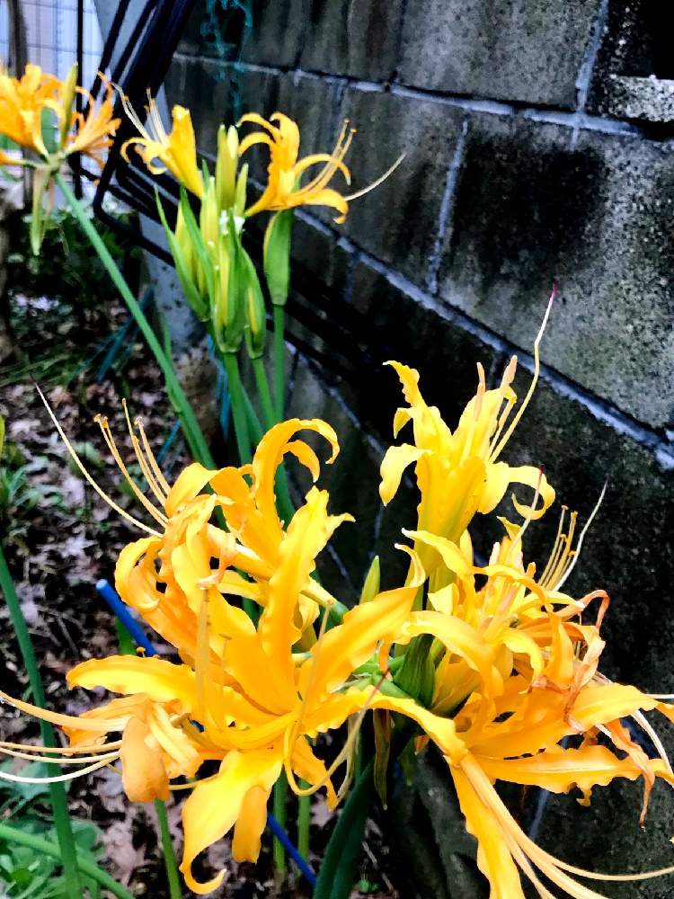 の画像 by やま7さん | きれいといいなぁ~とリコリスの花と黄色の花と花のある暮らしと私好み♡