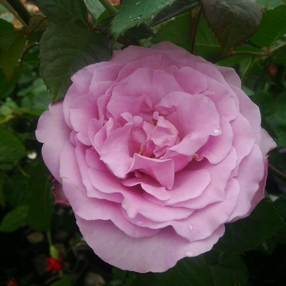 広い庭の画像 by CCCRスキさん | 広い庭とバラとエターナルと無修正とばら バラ 薔薇と薔薇エターナルと癒し…と植中毒としあわせ♡と花のある暮らし