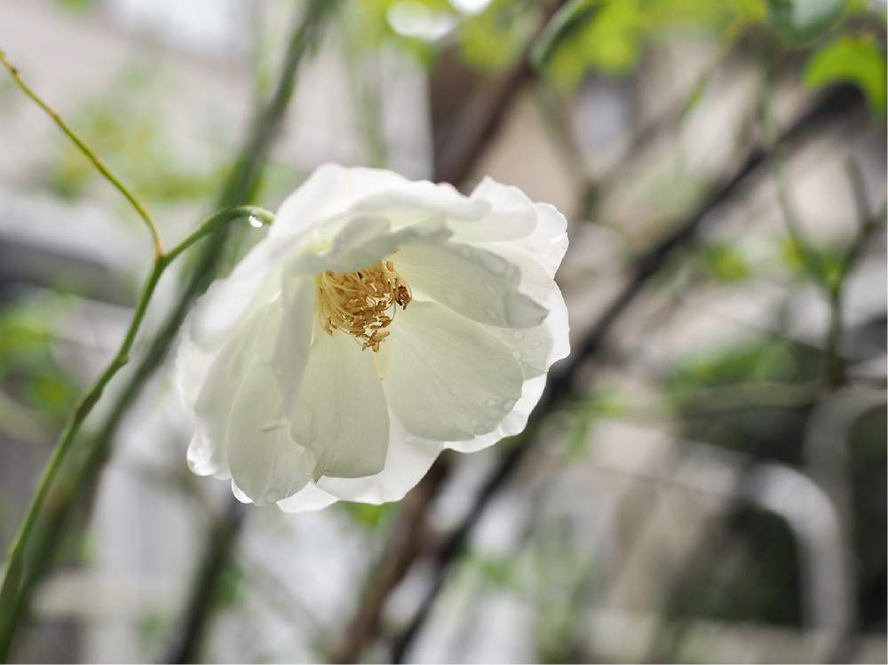 小さな庭の画像 by ユニコーンさん | 小さな庭と薔薇とアイスバーグとつるアイスバーグとみどりのある暮らしとばら バラ 薔薇とかわいい♡と手作りの庭とシェードガーデンと葉っぱのある暮らしとGS映えとアイスバーグ!と今日の一枚と可愛い子とナチュラルスタイルとガーデニングと綺麗な色♡と花のある暮らしと白い花とばら 薔薇 バラと加工なしと地植え