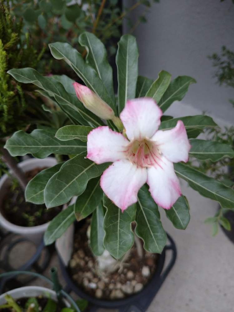 エクステリアの画像 by うさぎさん | エクステリアと鉢植え♪と癒し系と砂漠のバラ♪と花のある暮らしとアデニューム オベッスム♪