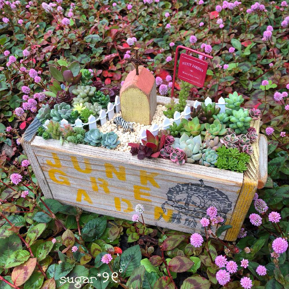 小さな庭の画像 by sugarさん | 小さな庭と多肉植物と多肉箱庭とポリゴナムと多肉植物寄せ植えと秋に作った寄せ植えフォトコンと多肉女子と可愛いと花のある暮らしとお花のある生活