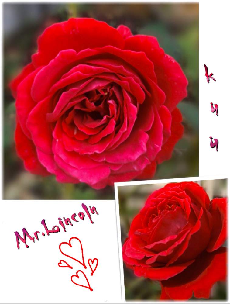 の画像 by kuuさん | 感謝 感謝 ❤と赤い薔薇*と薔薇を楽しむ♡と手作りの庭と癒しの時間♡♡と癒し空間とMy Garden✩.*˚と香りと地植え