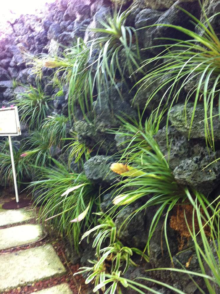 お出かけ先の画像 by bukkieさん | お出かけ先とチランジアと着生植物と観葉植物とボタニカルライフと植物男子とブロメリアと植物男子のお出かけといつかのある日と緑のある暮らしと植物園とエアプランツ