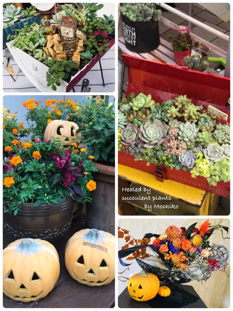 お出かけ先の画像 by さくら餅子さん | お出かけ先と多肉植物とハロウィンと久屋大通庭園フラリエとたにおたくらぶNo.178*と多肉とみどりのマルシェと多肉ラボ©と多肉女子と花のある暮らしと多肉おばちゃんとたにおたくらぶと花も多肉も好き