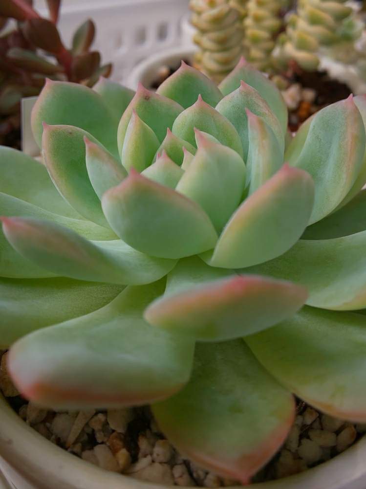 棚の画像 by たっちんさん | 棚とウォーターリリーと多肉植物とたっちんのウォーターリリーとたっちんの備忘録と多肉のある暮らしと多肉ラボ©とエケベリア属と花のある暮らし