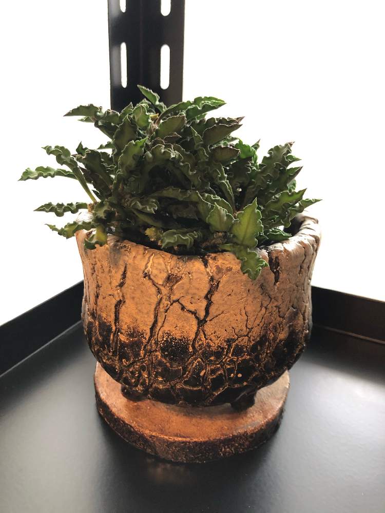 窓辺の画像 by bonbuu Noirさん | 窓辺とはっぱを楽しむと多肉植物とタニパトと男前植物とボタニカルライフと千葉県とネコ好きとベランダガーデニングとはっぱと植中毒と多肉女子とタニラーとベランダーとビザールプランツとバルコニスト