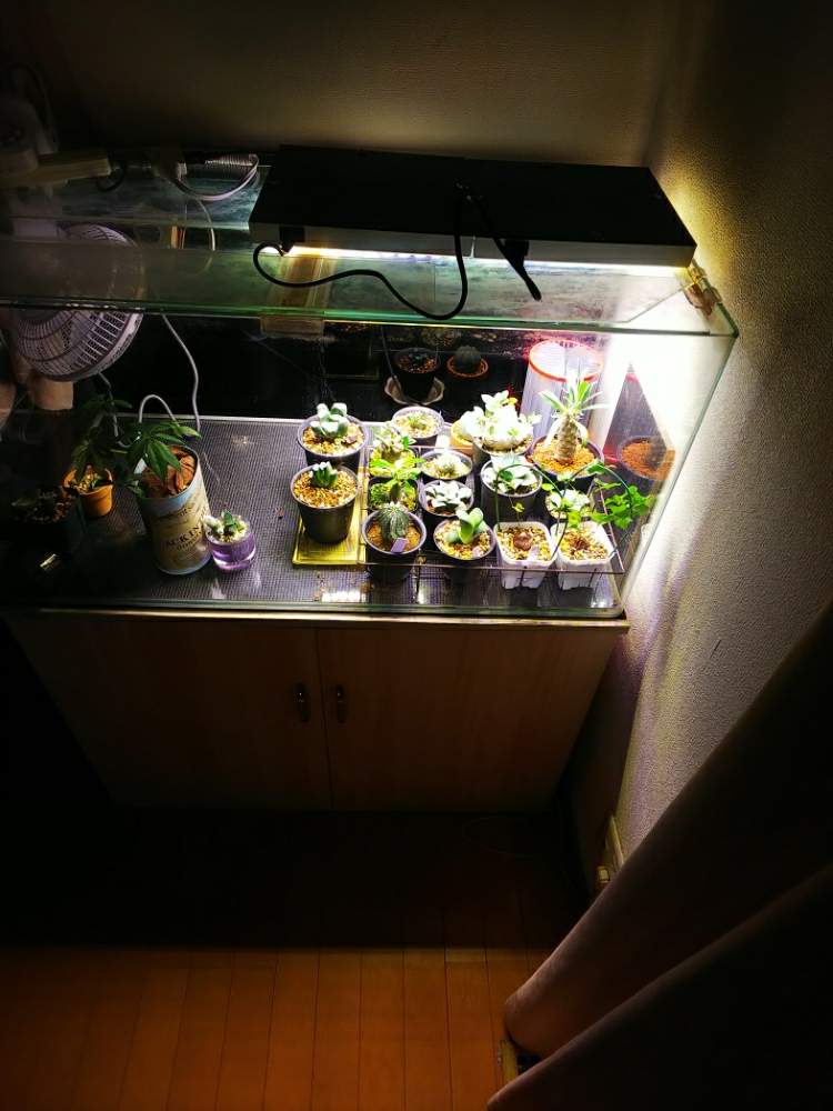 部屋の画像 by ハルさん | 部屋と多肉植物と週末園芸野郎とパキポディウム属と軟葉系ハオルチアとハオルチア属と男の園芸と俺のユーフォルビアとユーホルビア属と俺のパキポディウムと温室と俺の多肉植物