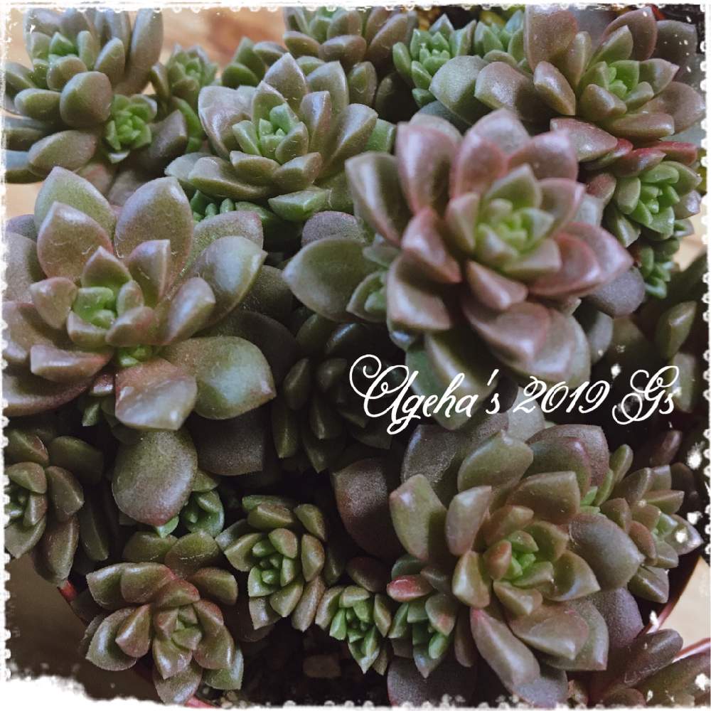 窓辺の画像 by あげは❤︎succulent さん | 窓辺とリトルゼムとリトルジェムと多肉中毒と多肉植物と多肉病とミニ多肉とカクトロコと多肉女子と多肉初心者