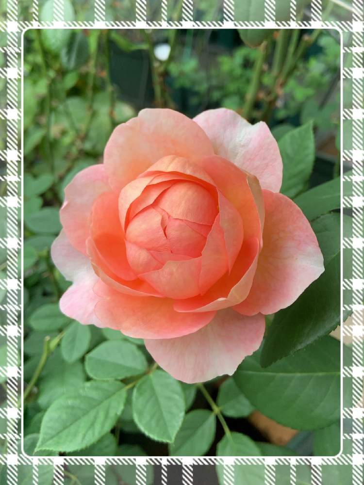 小さな庭の画像 by くろもみじさん | 小さな庭とボスコベルといいかおりと幸せとばら バラ 薔薇と薔薇愛同盟とデビッドオースチンとバラの蕾と全部GSのせいだとイングリッシュ・ローズとオレンジのバラといい香りと小さな小さな庭と花のある暮らしとばら 薔薇 バラと三種の神器とバラのつぼみと薔薇の花