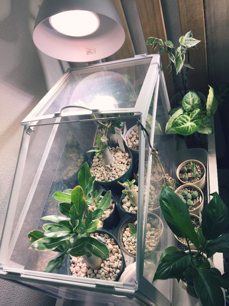 部屋の画像 by ちいさん | 部屋とコノフィツムとアデニウムと観葉植物と塊根植物とLEDと植中毒