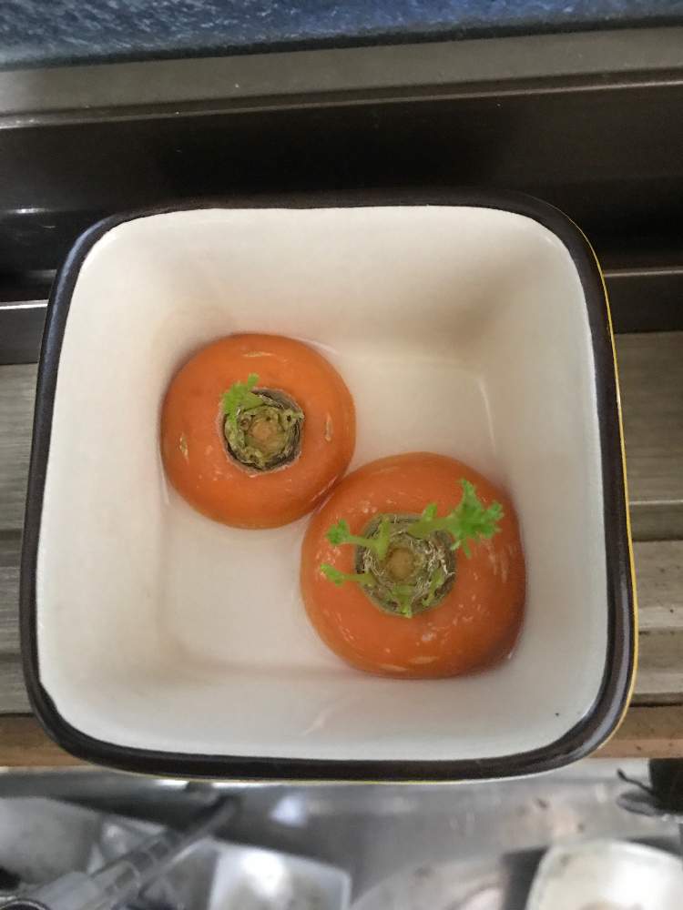 キッチンの画像 by ともキングさん | キッチンとにんじんのヘタと水耕栽培とグリーンのある暮らしと植物のある暮らしと野菜 水耕栽培と再生野菜