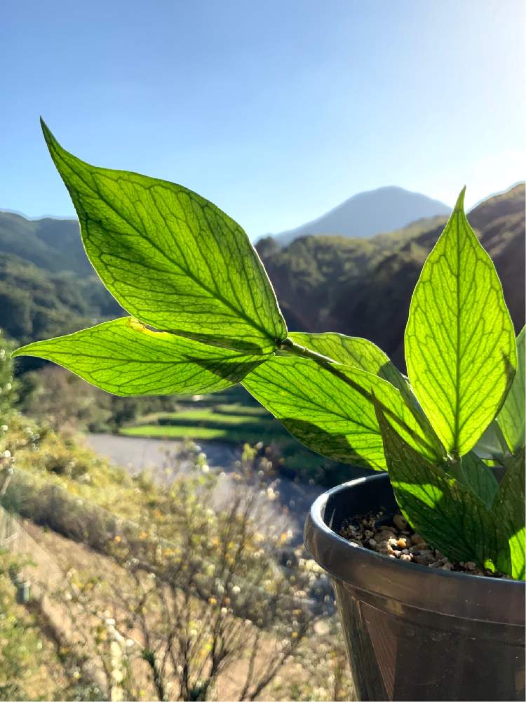 バルコニー/ベランダの画像 by 8787さん | バルコニー/ベランダと観葉植物と植物のある暮らしと植中毒とホヤポリネウラとホヤ