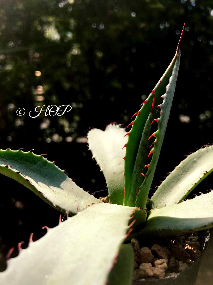バルコニー/ベランダの画像 by ホップさん | バルコニー/ベランダとアガベ パリー コウエシーとAgave parryi v. couesiiとベランダ生活復活~٩(๑º∀º๑)وと福岡とトゲトゲと護国神社蚤の市とGS映えとGS日和と植中毒とタニラーと多肉棚とアガベ属