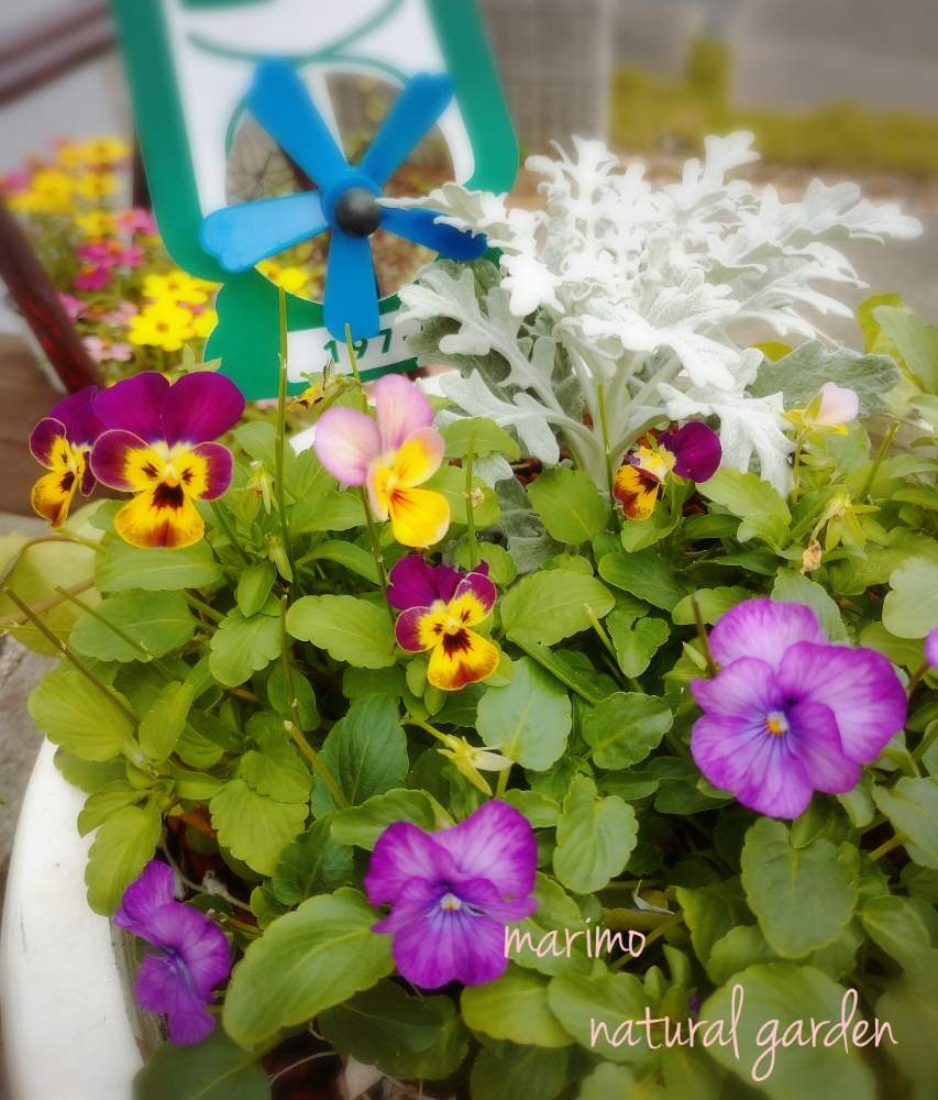 玄関の画像 by マリモ˙ᵕ˙⑅*さん | 玄関とお花を楽しむとビオラ・パンジーとお花大好きと被害に遭われた方々のお見舞い申し上げます。とナチュラルガーデンとおきにいり ♡とお花に癒されてとげんきもらえますとガーデニングと花のある暮らしと小さな花とげんき!といやし♪と大好きビオラ