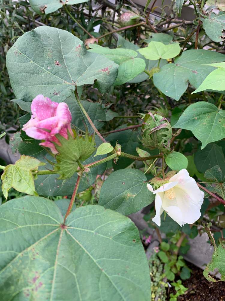 小さな庭の画像 by さくらンボーさん | 小さな庭とワタと花のある暮らしとワタの花