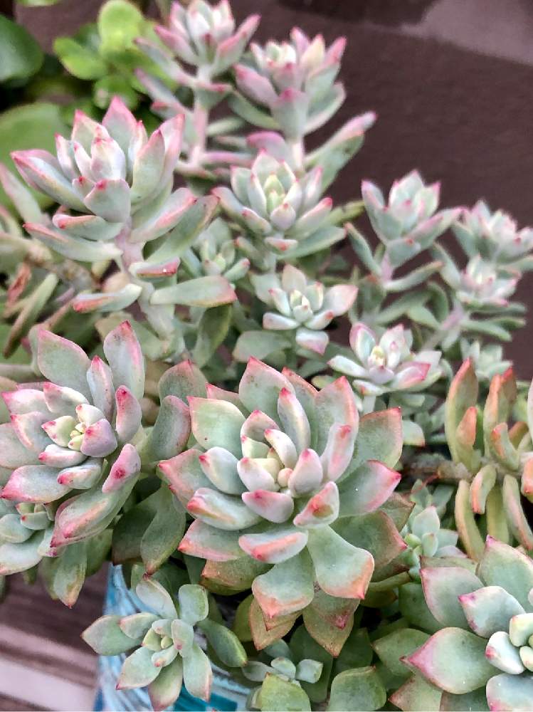 の画像 by よよよさん | リトルビューティーと多肉植物と岩手県と黒ニャンコ隊といつもありがとうとピンク❤︎ピンクと我ら植中毒隊!と美しいと元気モリモリと紅葉多肉とタニラーと子株いっぱいと可愛いとかわいい