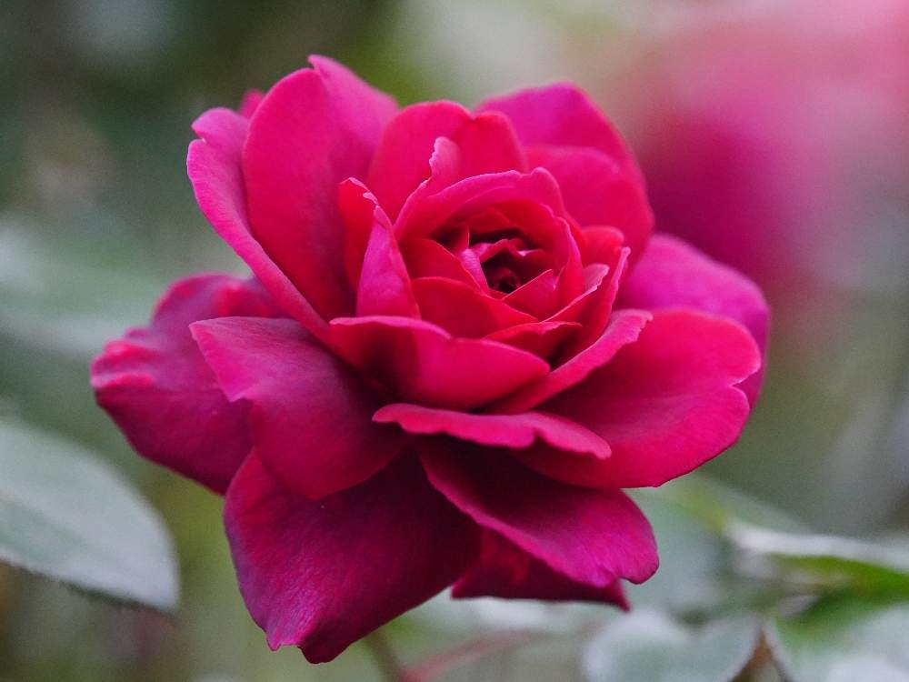 お出かけ先の画像 by quattroさん | お出かけ先と秋バラとバラ園とバラ特集とばら バラ 薔薇と近所の公園とお写んぽとお写ん歩と花のある暮らしとバラ・ミニバラとGREEN UP!とプラスチックスマート