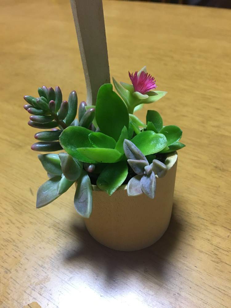 の画像 by クッキーさん | 朧月と火祭りと虹の玉とグリーンサンローズと多肉植物と我が家の多肉たちと多肉大好きとありがとう♡と癒し系と大切な多肉たちと楽しい!