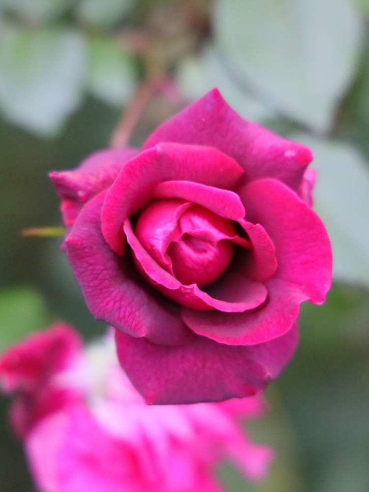 お出かけ先の画像 by quattroさん | お出かけ先と秋バラとバラ園とバラ特集とばら バラ 薔薇と近所の公園とお写んぽとお写ん歩と花のある暮らしとバラ・ミニバラとGREEN UP!とプラスチックスマート