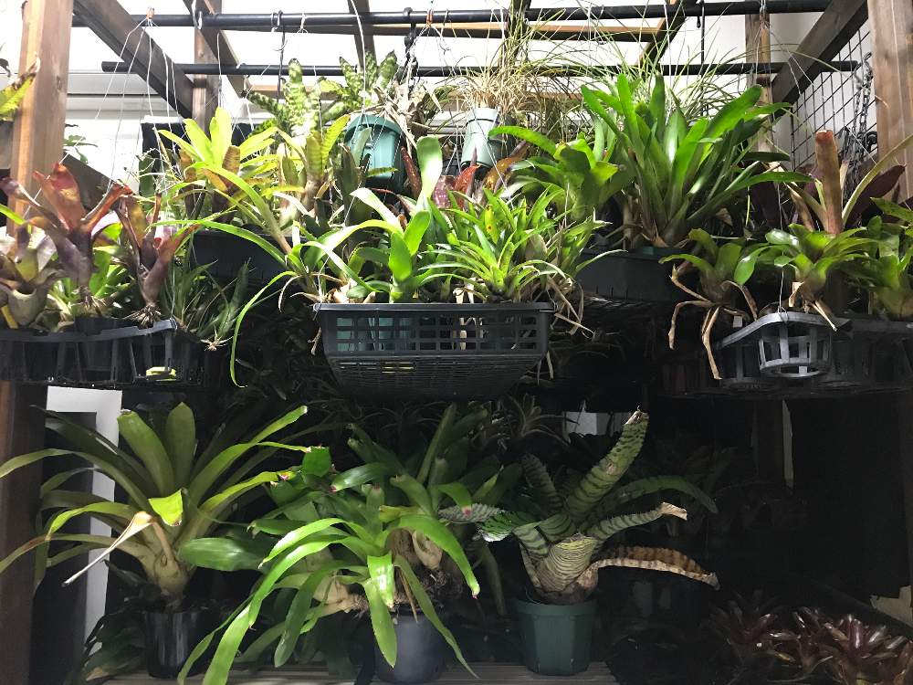 部屋の画像 by tongさん | 部屋とブロメリアとネオレゲリアとフリーセア属とカニストラム属