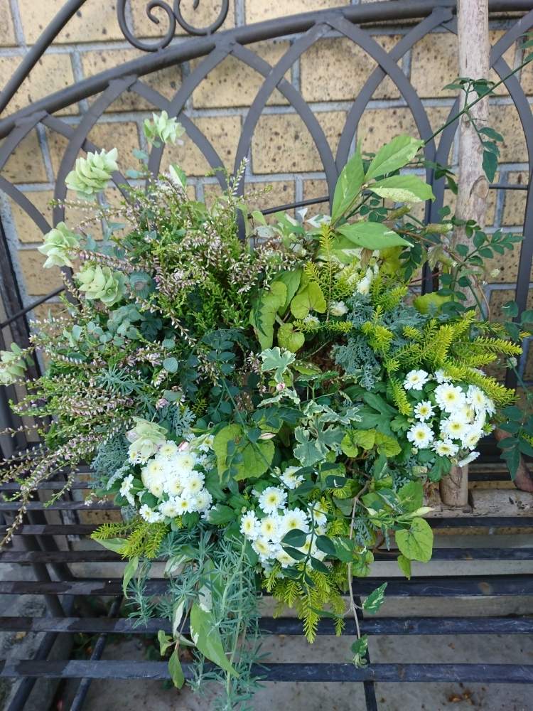 小さな庭の画像 by BearGrass(ベアグラス)さん | 小さな庭とエリカとマトリカリアと植物のある暮らしと寄せ植えと秋の寄せ植え☘️とマイガーデンと植物だいすきと秋に作った寄せ植えフォトコンと花のある暮らしと秋の花
