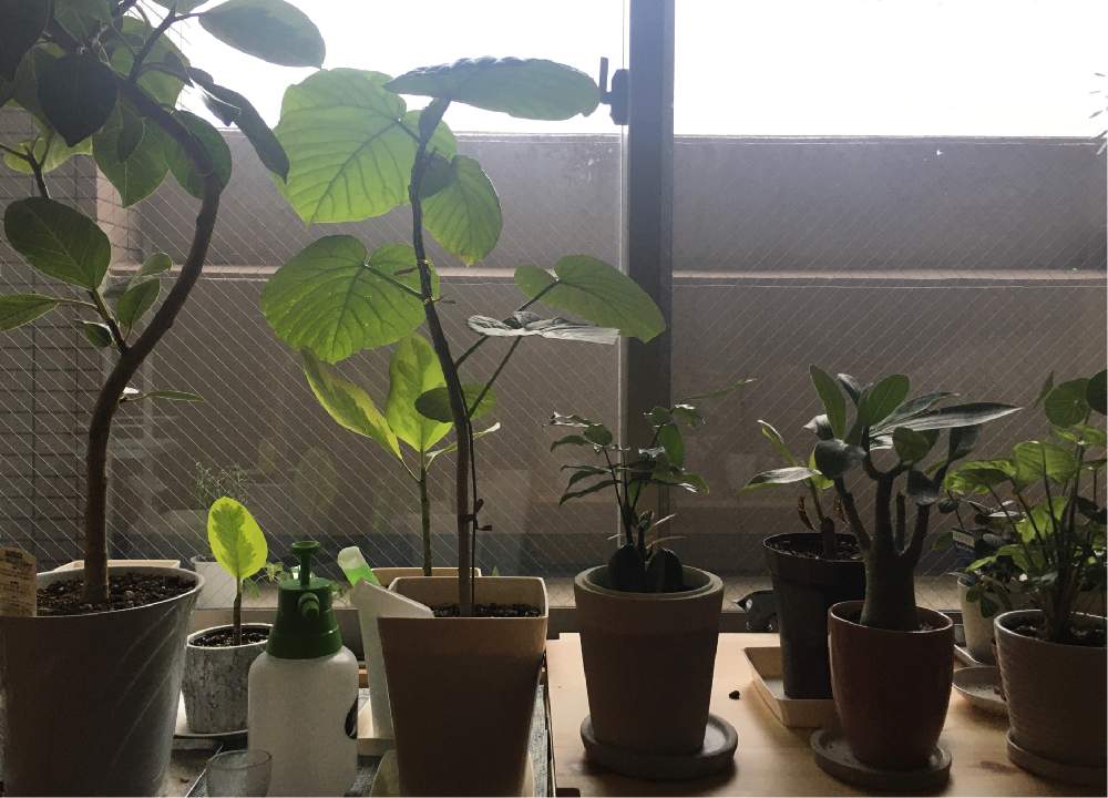 窓辺の画像 by まめさん | 窓辺と多肉植物と観葉植物とオチビとクロトン。と挿木と新入りと日光浴と多肉女子と曇りと塊根植物と ウンベラータとゴムの木 ♪アルテシーマとアデニウム☆