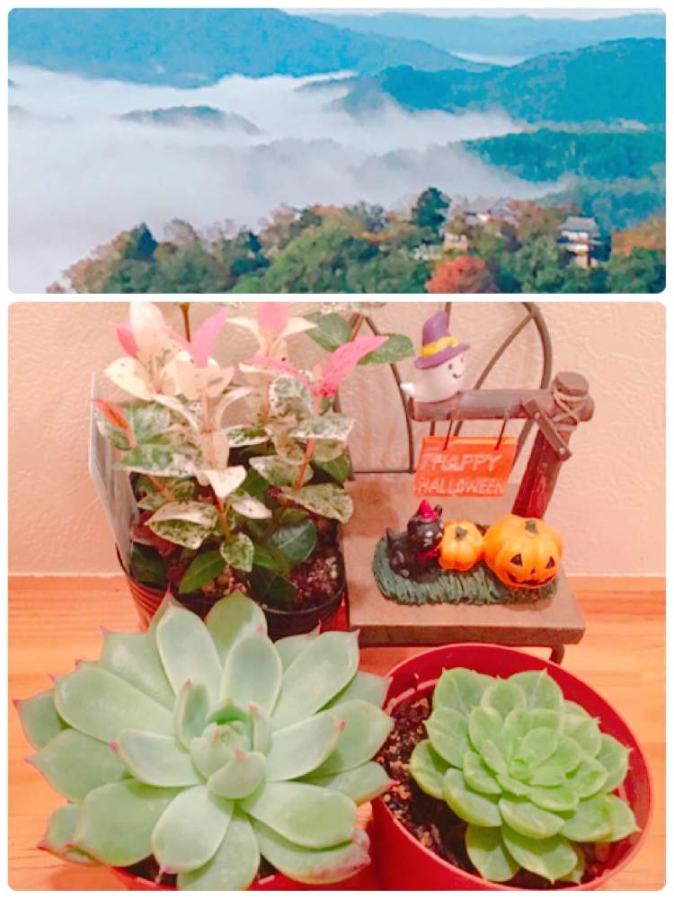 小さな庭の画像 by tsuyotsuyo!!さん | 小さな庭と多肉植物とミニ多肉と多肉男子と多肉植物 多肉の有るくらし