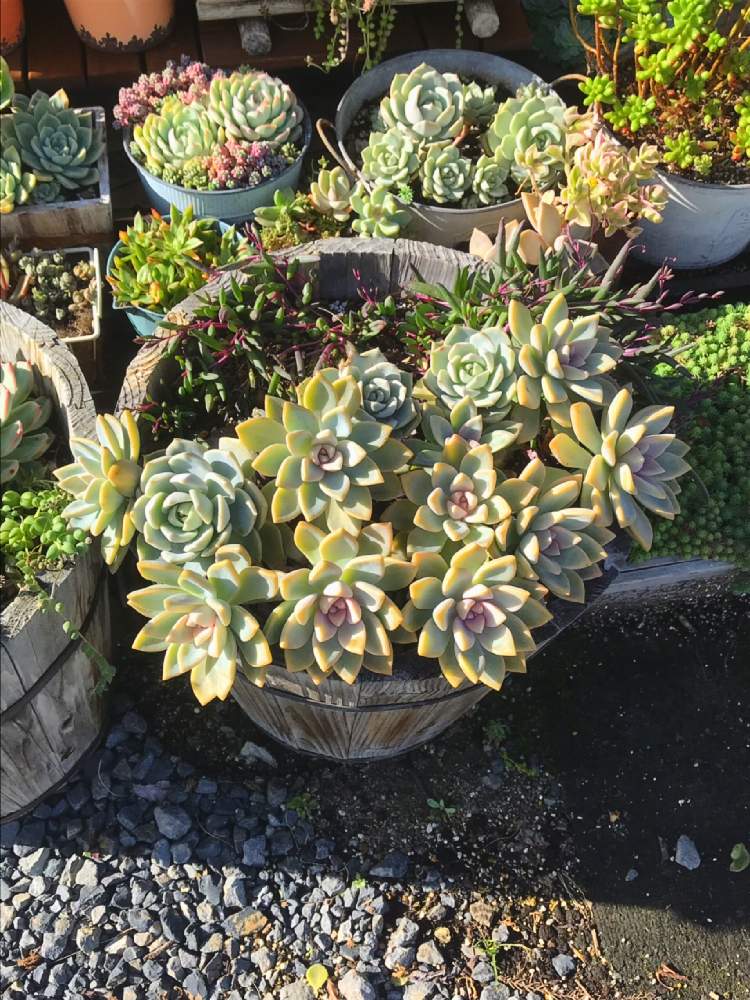 小さな庭の画像 by くみさん | 小さな庭と多肉植物と観葉植物と植物のある暮らしとがんばれ 千葉!!と多肉大好きと寄せ植えと癒しと紅葉する多肉と多肉植物寄せ植えと多肉女子と桜牡丹 グラプトペタルム属とがんばろう福島と災害に負けるな❗とガーデニングと花のある暮らしと多肉寄せ植え