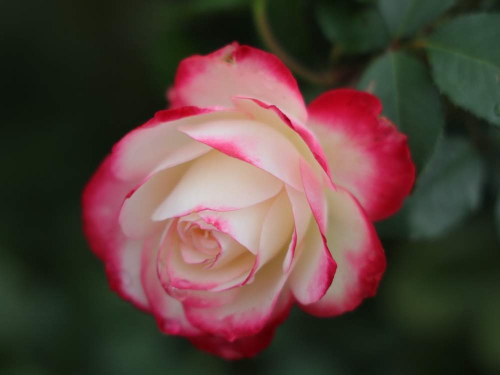 お出かけ先の画像 by quattroさん | お出かけ先と秋バラとバラ園とバラ特集とばら バラ 薔薇とお写んぽとお写ん歩と花のある暮らしとバラ・ミニバラとGREEN UP!とプラスチックスマート