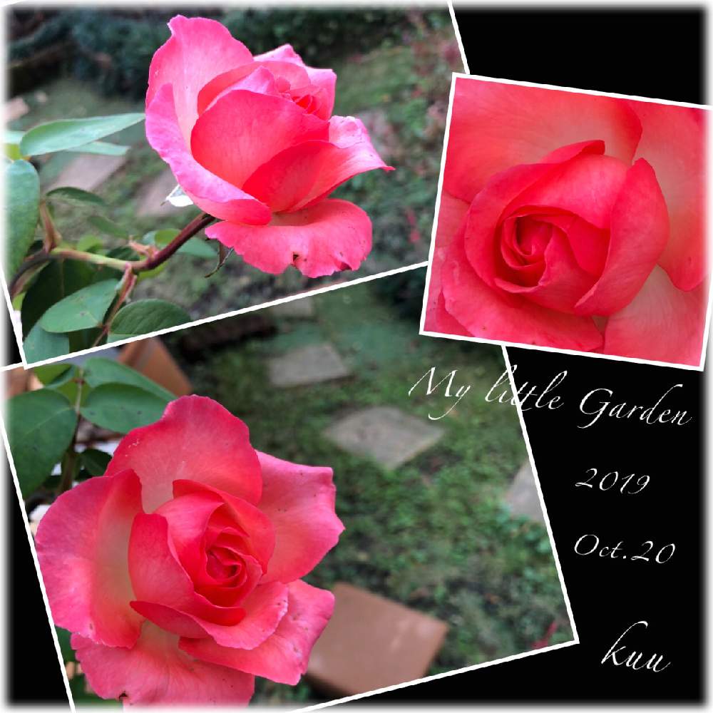 の画像 by kuuさん | 薔薇を楽しむ♡といいかおり(╹◡╹)と手作りの庭と癒しの時間♡♡とピンクの薔薇★とMy Garden✩.*˚と香りと花のある暮らしと地植え
