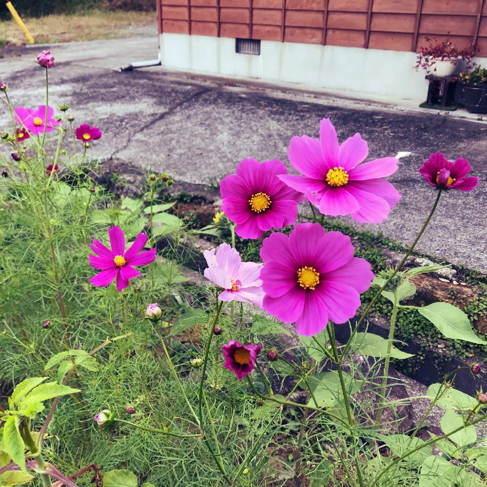 広い庭の画像 by yuh:)さん | 広い庭とコスモスと花のある暮らしとガーデニング初心者とはなまっぷ