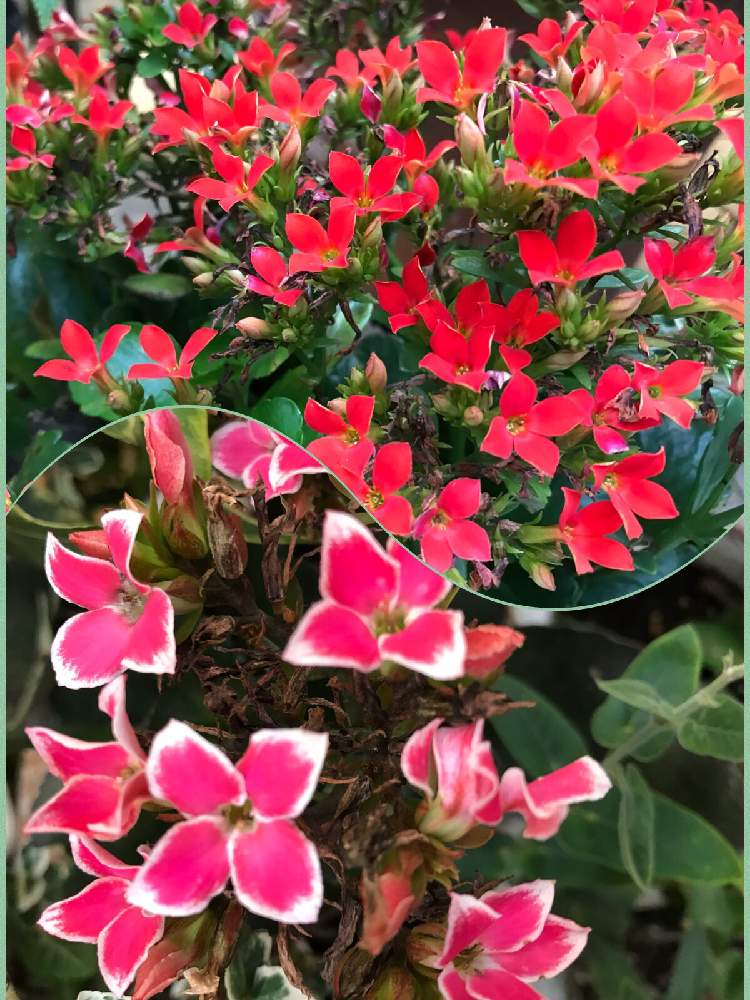 お出かけ先の画像 by ひめだかさん | お出かけ先とカランコエと多肉植物と日光好きと花期長いと耐暑性と非耐寒性と多年草と鉢植えと花のある暮らしとベンケイソウ科と散歩中