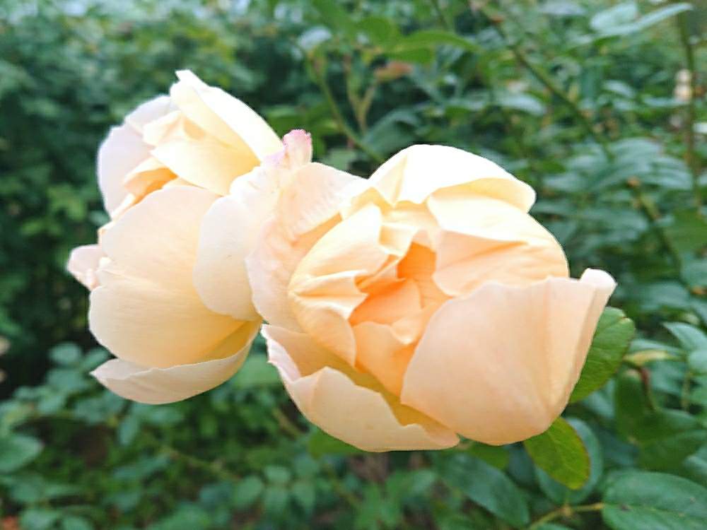 お出かけ先の画像 by かあさん | お出かけ先と薔薇♡とバラ園とばら バラ 薔薇と薔薇園と花のある暮らしとローズガーデンと薔薇♪とばら 薔薇 バラと薔薇大好きと薔薇の花